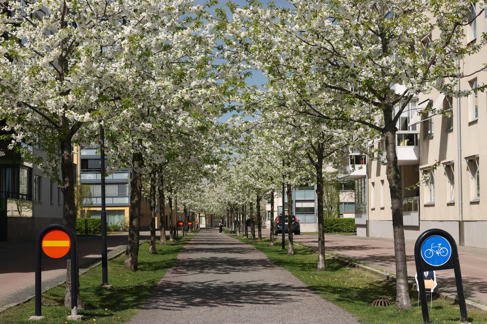 Grattis Esbjörn och Styrbjörn på namnsdagen! — Blommor, firande, namnsdag, Sverige, Esbjörn och Styrbjörn