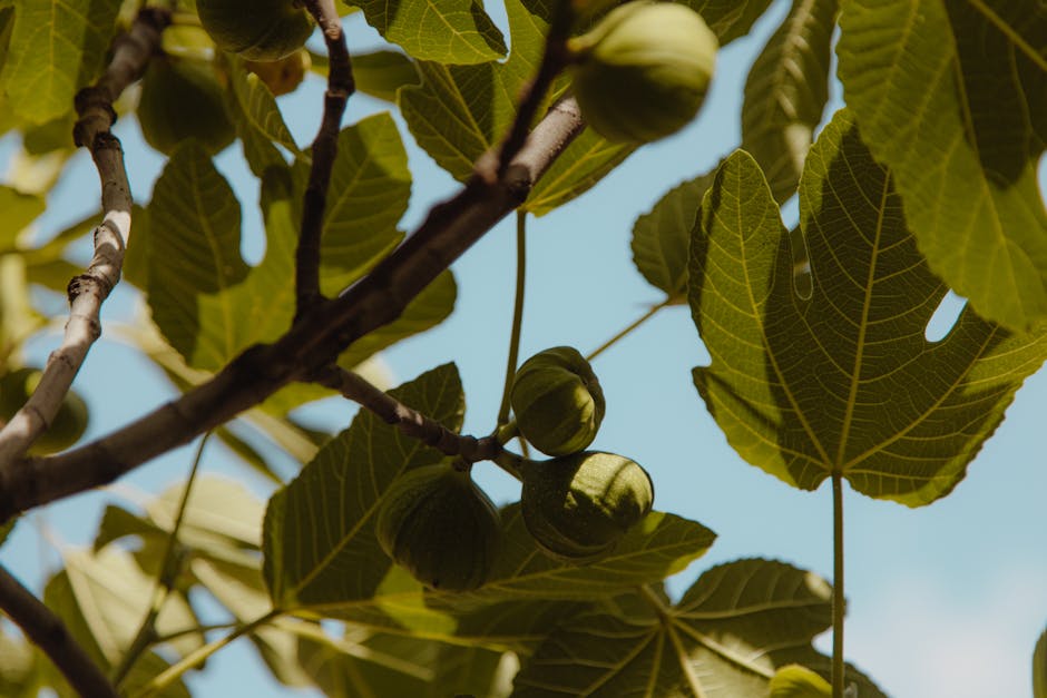 A detailed view of a fig tree branch showcasing fresh green leaves and unripe figs against a clear sky.