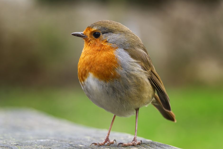 Detailed shot of a European Robin (Erithacus rubecula) standing on a log in winter.