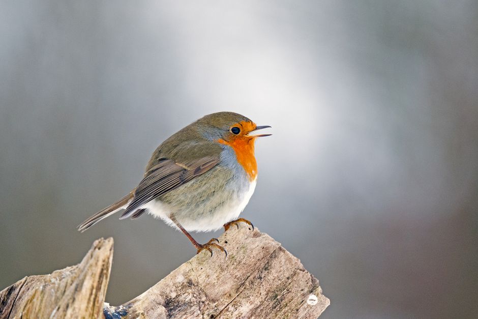 Close-up of an European Robin (Erithacus rubecula) singing on a wooden perch outdoors in Bremen, Germany.