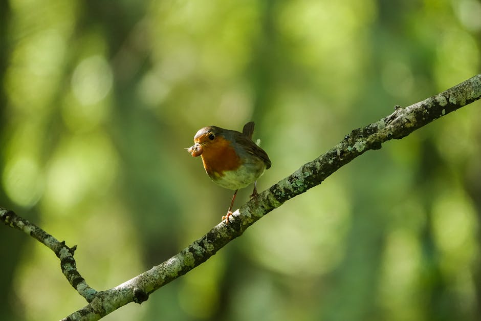 A European robin perches on a branch with an insect against a blurred green background.