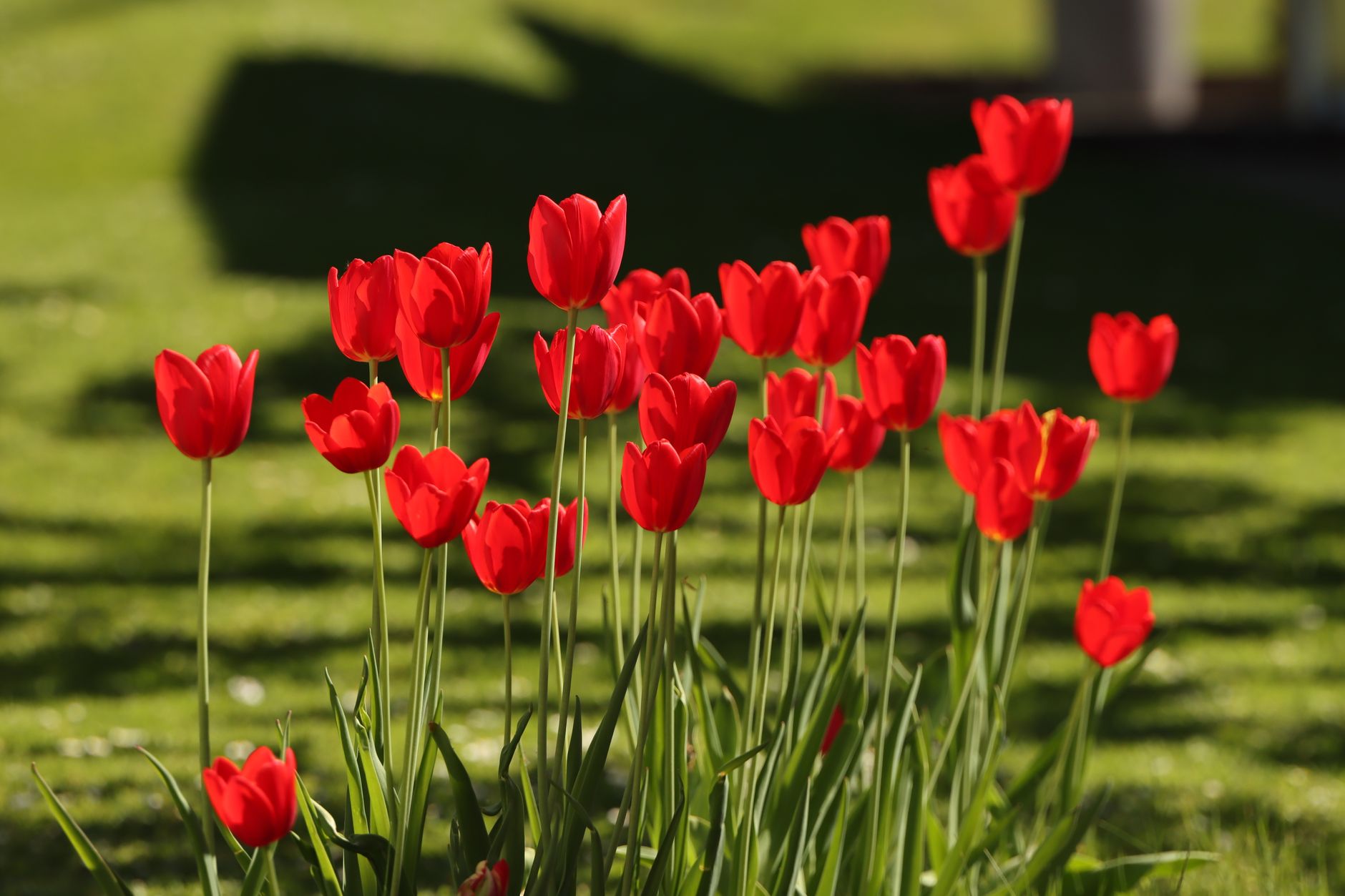 Idag gratulerar vi Per — Blommor, firande, namnsdag, Sverige, Per