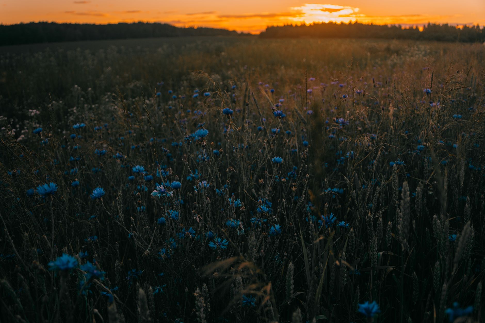 Idag gratulerar vi Ida — Blommor, firande, namnsdag, Sverige, Ida